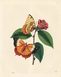 Obyčejný žlutohnědý rajah motýl, Charaxes psaphon (Nymphalis bernardus) na kamélii. Zkopírováno z knihy Edwarda Donovana Ztělesnění přirozené historie hmyzu v Číně