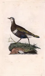 Plover. Eudromias morinellus (Charadrius morinellus). Mědirytina Edwarda Donovana (1768-1837), publikováno v Histoire naturelle des oiseaux britanniques, Londýn.