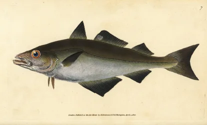 Treska pollachius, Pollachius pollachius (treska treska, Gadus pollachius). Ručně kolorovaný mědiryt nakreslený a rytý Edwardem Donovanem z jeho Natural History of British Fishes, Donovan a F.C. a J. Rivington, Londýn