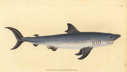 Porbeagle, Lamna nasus. Zranitelný. (Žralok sleďový, Squalus cornubicus). Ručně kolorovaný mědiryt nakreslený a rytý Edwardem Donovanem z jeho Natural History of British Fishes, Donovan a F.C. a J. Rivington, Londýn
