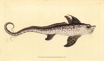 Králičí rybka nebo mořská příšera, Chimaera monstrosa. Blízko ohrožení. Ručně kolorovaný mědiryt nakreslený a rytý Edwardem Donovanem z jeho Natural History of British Fishes, Donovan a F.C. a J. Rivington, Londýn