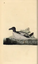 Razorbill, Alca torda. Ručně kolorovaný mědiryt nakreslený a vyrytý Edwardem Donovanem z jeho vlastní „Přírodopisné historie britských ptáků“, Londýn