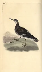Falarop rudokrký, Phalaropus lobatus. Ručně kolorovaný mědiryt nakreslený a rytý Edwardem Donovanem z jeho vlastní „Přírodopisné historie britských ptáků“, Londýn