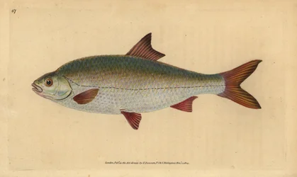 Plotice obecná, Rutilus rutilus (Cyprinus ritulus). Ručně kolorovaná mědirytina nakreslená a vyrytá Edwardem Donovanem z jeho Natural History of British Fishes, Donovan and F.C. and J. Rivington, London.