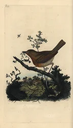 Červenka červená, Erithacus rubecula. Ručně kolorovaný mědiryt nakreslený a rytý Edwardem Donovanem z jeho vlastní „Přírodopisné historie britských ptáků“, Londýn