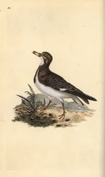 Ruddy turnstone, Arenaria interpres. Ručně kolorovaný mědiryt nakreslený a rytý Edwardem Donovanem z jeho vlastní „Přírodopisné historie britských ptáků“, Londýn