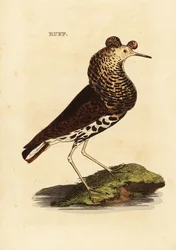 Ruff, muž, Philomachus bojovný