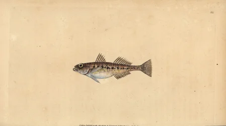 Pomatoschistus minutus (Pomatoschistus minutus, Gobius minutus). Ručně kolorovaný mědiryt nakreslený a rytý Edwardem Donovanem z jeho Natural History of British Fishes, Donovan a F.C. a J. Rivington, Londýn