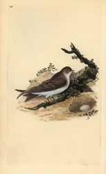 Břehule říční, Riparia riparia, s hnízdem a vejcem. Ručně kolorovaná mědirytina, kterou nakreslil a vyryl Edward Donovan podle své knihy "Natural History of British Birds" (1794-1819). Edward Donovan (1768-1837) byl anglo-irský amatérský zoolog, spisovatel