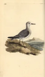 Sanderling, Calidris alba. Ručně kolorovaná mědirytina, kterou nakreslil a vyryl Edward Donovan podle své vlastní "Natural History of British Birds", Londýn.