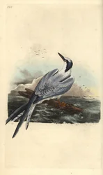 Rybák severní, Thalasseus sandvicensis. Ručně kolorovaná mědirytina, kreslená a rytá Edwardem Donovanem z jeho vlastní knihy „Natural History of British Birds“, Londýn