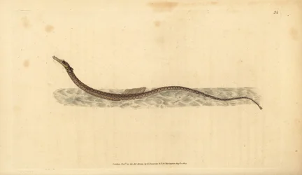 Sargassum pipefish nebo pelagic pipefish. Ručně kolorovaný mědiryt nakreslený a rytý Edwardem Donovanem z jeho Natural History of British Fishes, Donovan a F.C. a J. Rivington, Londýn