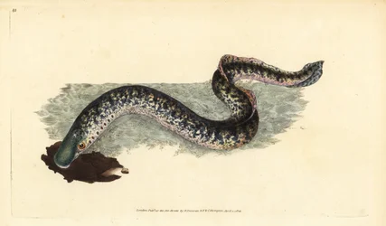 Mořská mihule, Petromyzon marinus (mořská nebo strakatá). Ručně kolorovaný mědiryt nakreslený a rytý Edwardem Donovanem z jeho Natural History of British Fishes, Donovan a F.C. a J. Rivington, Londýn