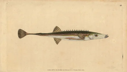 Mořský paličák, Spinachia spinachia (Patnácticípý paličák, Gasterosteus spinachia). Ručně kolorovaný mědiryt nakreslený a rytý Edwardem Donovanem z jeho Natural History of British Fishes, Donovan a F.C. a J. Rivington, Londýn