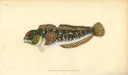 Shanny, Lipophrys pholis (Smooth pholis, Blennius pholis). Ručně kolorovaný mědiryt nakreslený a rytý Edwardem Donovanem z jeho Natural History of British Fishes, Donovan a F.C. a J. Rivington, Londýn