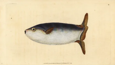 Slunečnice štíhlá, Ranzania laevis (slunečnice zkrácená, Tetrodon truncatus). Ručně kolorovaný mědiryt nakreslený a rytý Edwardem Donovanem z jeho Natural History of British Fishes, Donovan a F.C. a J. Rivington, Londýn