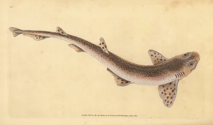 Žralok malý, Scyliorhinus canicula (žralok menší, Squalus catulus). Ručně kolorovaný mědiryt nakreslený a rytý Edwardem Donovanem z jeho Natural History of British Fishes, Donovan a F.C. a J. Rivington, Londýn
