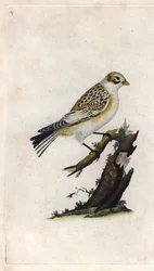 Sněžný vrabec. Plectrophenax nivalis (Emberiza nivalis). Mědirytina Edwarda Donovana (1768-1837), publikovaná v Histoire naturelle des oiseaux britanniques, Londýn