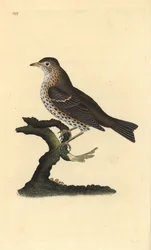 Drozd zpěvný, Turdus philomelos. Ručně kolorovaný mědiryt nakreslený a rytý Edwardem Donovanem z jeho vlastní „Přírodopisné historie britských ptáků“, Londýn