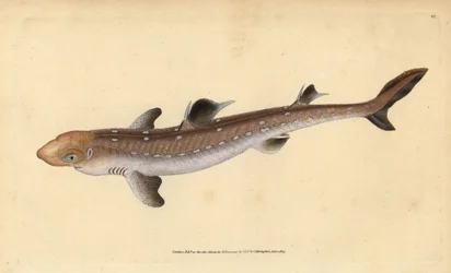 Ostnatý pes, Squalus acanthias (Vybraný žralok nebo psí ryba). Zranitelný. Ručně kolorovaný mědiryt nakreslený a rytý Edwardem Donovanem z jeho Natural History of British Fishes, Donovan a F.C. a J. Rivington, Londýn