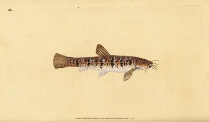 Kamenný sekavců, Barbatula barbatula (Bearded loche, Cobitis barbatula). Ručně kolorovaný mědiryt nakreslený a rytý Edwardem Donovanem z jeho Natural History of British Fishes, Donovan a F.C. a J. Rivington, Londýn