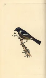 Stonechat, Saxicola rubicola. Ručně kolorovaný mědiryt nakreslený a rytý Edwardem Donovanem z jeho vlastní „Přírodopisné historie britských ptáků“, Londýn