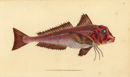 Strážník pruhovaný, Trigloporus lastoviza (Trigla lineata). Ručně kolorovaný mědiryt nakreslený a rytý Edwardem Donovanem z jeho Natural History of British Fishes, Donovan a F.C. a J. Rivington, Londýn