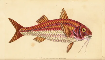 Parmice pruhovaná, Mullus surmuletus. Ručně kolorovaný mědiryt nakreslený a rytý Edwardem Donovanem z jeho Natural History of British Fishes, Donovan a F.C. a J. Rivington, Londýn