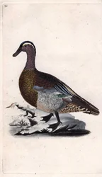 Letní modrozelená. Anas querquedula. Mědirytina Edwarda Donovana (1768-1837), publikovaná v Natural History of British Birds, Londýn