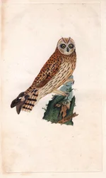 Bažinná sova. Asio flammeus (Strix brachyotos, Strix brachyotis). Mědirytina Edwarda Donovana (1768-1837), publikováno v Histoire naturelle des oiseaux britanniques, Londýn.