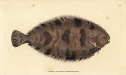 Silná podrážka, Microchirus variegatus (Podešev pestrá, Pleuronectes variegatus). Ručně kolorovaný mědiryt nakreslený a rytý Edwardem Donovanem z jeho Natural History of British Fishes, Donovan a F.C. a J. Rivington, Londýn