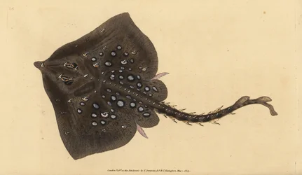 Thornback skate, Raja clavata. Blízko ohrožení. Ručně kolorovaný mědiryt nakreslený a rytý Edwardem Donovanem z jeho Natural History of British Fishes, Donovan a F.C. a J. Rivington, Londýn