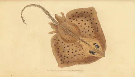 Thornback skate, Raja clavata. Blízko ohrožení. Drsný paprsek, Raja rubus. Ručně kolorovaný mědiryt nakreslený a rytý Edwardem Donovanem z jeho Natural History of British Fishes, Donovan a F.C. a J. Rivington, Londýn