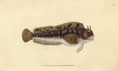 Tompot blenny, Parablennius gattorugine (Gattorugine, Blennius gattorugine). Ručně kolorovaný mědiryt nakreslený a rytý Edwardem Donovanem z jeho Natural History of British Fishes, Donovan a F.C. a J. Rivington, Londýn