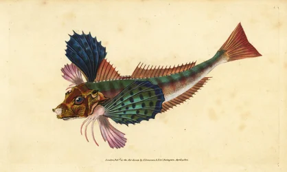 Vaničkový, Chelidonichthys lucerna (Sappharine gurnard, Trigla hirundo). Ručně kolorovaný mědiryt nakreslený a rytý Edwardem Donovanem z jeho Natural History of British Fishes, Donovan a F.C. a J. Rivington, Londýn