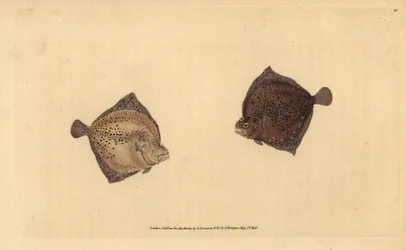 Kambala velká, Scophthalmus maximus (platýs Cyclops, Pleuronectes cyclops). Ručně kolorovaný mědiryt nakreslený a rytý Edwardem Donovanem z jeho Natural History of British Fishes, Donovan a F.C. a J. Rivington, Londýn