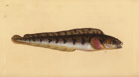 Úhoř živorodý, Zoarces viviparus (Viviparus blenny, Blennius viviparus). Ručně kolorovaný mědiryt nakreslený a rytý Edwardem Donovanem z jeho Natural History of British Fishes, Donovan a F.C. a J. Rivington, Londýn