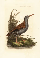 Vodní kolejnice, Rallus aquaticus