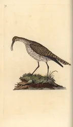 Whimbrel, Numenius phaeopus. Ručně kolorovaný mědiryt nakreslený a rytý Edwardem Donovanem z jeho vlastní „Přírodopisné historie britských ptáků“, Londýn
