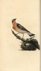 Whinchat, Saxicola rubetra. Ručně kolorovaný mědiryt nakreslený a vyrytý Edwardem Donovanem z jeho vlastní „Přírodopisné historie britských ptáků“, Londýn