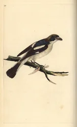 ťuhýk obecný, Lanius senator. Ručně kolorovaná mědirytina, kterou nakreslil a vyryl Edward Donovan podle své vlastní "Natural History of British Birds", Londýn.