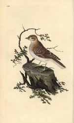 Skřivan lesní, Lullula arborea. Ručně kolorovaná mědirytina, kterou nakreslil a vyryl Edward Donovan podle své vlastní "Natural History of British Birds", Londýn.