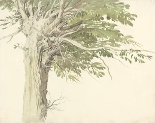Studie Pollarded Tree - vrba