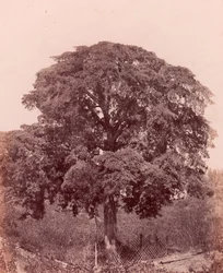 stromová studie, 1850-53.