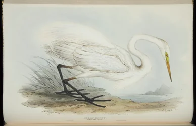 Volavka velká, z „The Birds of Europe“ od Johna Goulda