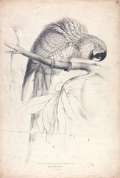 Macrocerus Ararauna / Ara modrožlutá / 2/3 skutečné velikosti (obrázek 8)