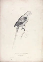 Palaeornia Columbiodes / holubí papoušek (tabulka 31)