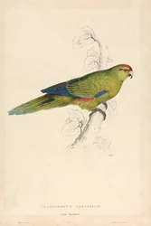 Platycercus pacificus / papoušek tichomořský (obrázek 26)