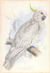 Plyctolophus galeritus. Kakadu žlutočečelatý.