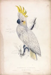 Plyctolophus sulphureus / Kakadu žlutolící (Tabule 4)